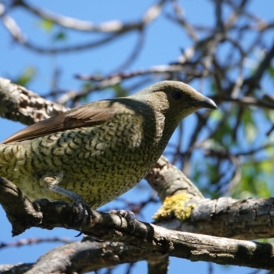 Ptilonorhynchus violaceus (Satin Bowerbird) at Hall, ACT - 21 Mar 2024 by Anna123