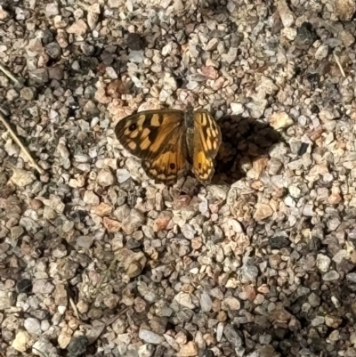 Geitoneura klugii (Marbled Xenica) at Namadgi National Park - 21 Mar 2024 by SimoneC