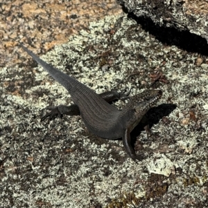 Egernia saxatilis at Namadgi National Park - 21 Mar 2024