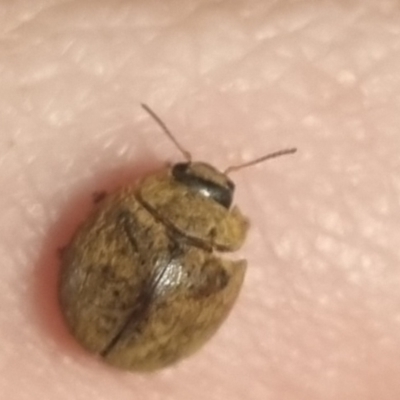 Trachymela sp. (genus) (Brown button beetle) at QPRC LGA - 21 Mar 2024 by clarehoneydove