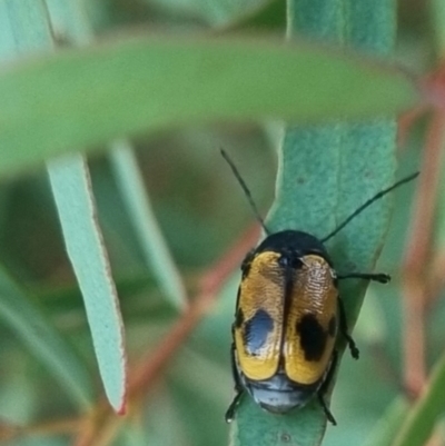Cadmus (Cadmus) litigiosus (Leaf beetle) at Bungendore, NSW - 21 Mar 2024 by clarehoneydove