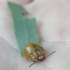 Paropsisterna cloelia (Eucalyptus variegated beetle) at Bungendore, NSW - 21 Mar 2024 by clarehoneydove