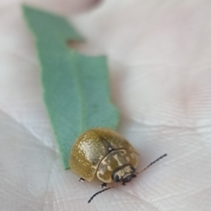 Paropsisterna cloelia at QPRC LGA - suppressed