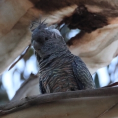 Callocephalon fimbriatum (Gang-gang Cockatoo) at Hughes, ACT - 19 Mar 2024 by LisaH