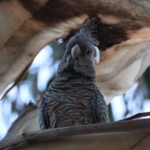 Callocephalon fimbriatum at Hughes, ACT - 19 Mar 2024