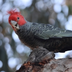 Callocephalon fimbriatum at Hughes, ACT - 19 Mar 2024