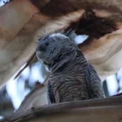 Callocephalon fimbriatum at Hughes, ACT - 19 Mar 2024