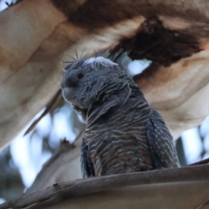 Callocephalon fimbriatum at Hughes, ACT - 19 Mar 2024