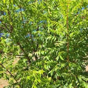 Pistacia chinensis at Watson Green Space - 21 Mar 2024