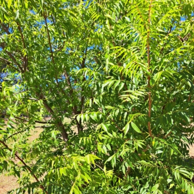 Pistacia chinensis (Chinese Pistachio) at Watson Green Space - 21 Mar 2024 by abread111