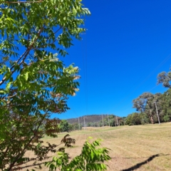 Pistacia chinensis at Watson Green Space - 21 Mar 2024