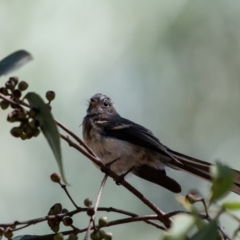 Rhipidura albiscapa (Grey Fantail) at Higgins Woodland - 21 Mar 2024 by Untidy