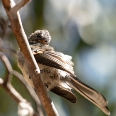 Rhipidura albiscapa at Higgins Woodland - 21 Mar 2024 01:31 PM