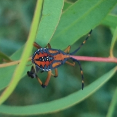 Amorbus sp. (genus) (Eucalyptus Tip bug) at Bungendore, NSW - 21 Mar 2024 by clarehoneydove