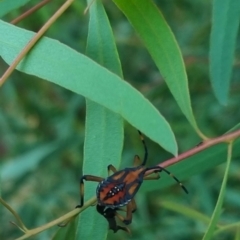 Amorbus sp. (genus) at QPRC LGA - 21 Mar 2024