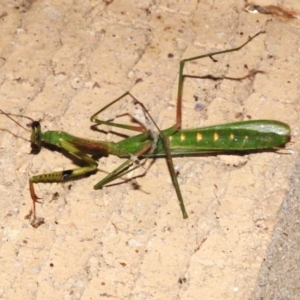 Pseudomantis albofimbriata at Wanniassa, ACT - 19 Mar 2024 10:17 PM