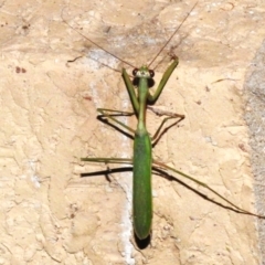 Pseudomantis albofimbriata at Wanniassa, ACT - 19 Mar 2024 10:17 PM