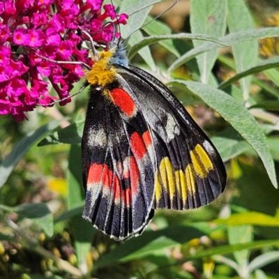 Delias harpalyce (Imperial Jezebel) at Braidwood, NSW - 21 Mar 2024 by MatthewFrawley