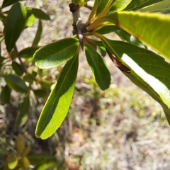 Pyracantha sp. at Watson Green Space - 21 Mar 2024 01:53 PM