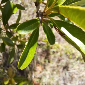 Pyracantha sp. at Watson Green Space - 21 Mar 2024 01:53 PM