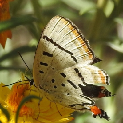 Jalmenus evagoras (Imperial Hairstreak) at ANBG - 21 Mar 2024 by HelenCross