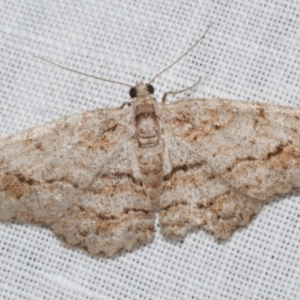 Didymoctenia exsuperata at Freshwater Creek, VIC - 12 Feb 2024