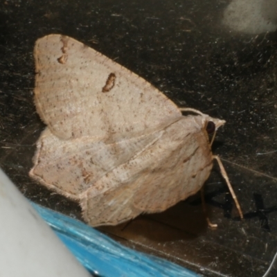 Dissomorphia australiaria (Dashed Geometrid, Ennominae) at Freshwater Creek, VIC - 11 Feb 2024 by WendyEM