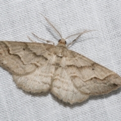 Syneora fractata (Ennominae) at Freshwater Creek, VIC - 12 Feb 2024 by WendyEM