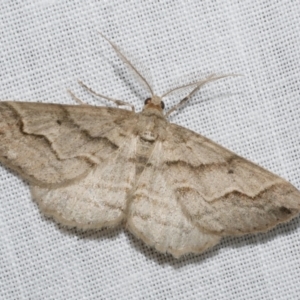 Syneora fractata at Freshwater Creek, VIC - 12 Feb 2024