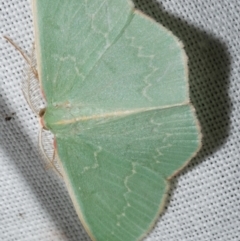 Chlorocoma dichloraria (Guenee's or Double-fringed Emerald) at Freshwater Creek, VIC - 12 Feb 2024 by WendyEM