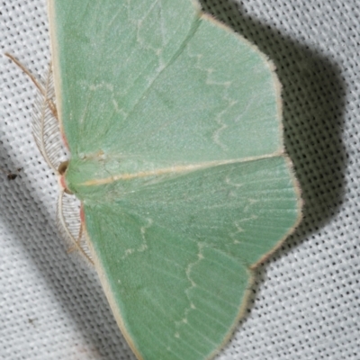 Chlorocoma dichloraria (Guenee's or Double-fringed Emerald) at WendyM's farm at Freshwater Ck. - 11 Feb 2024 by WendyEM