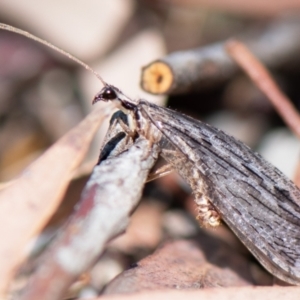 Stenosmylus stenopterus at Higgins Woodland - 21 Mar 2024