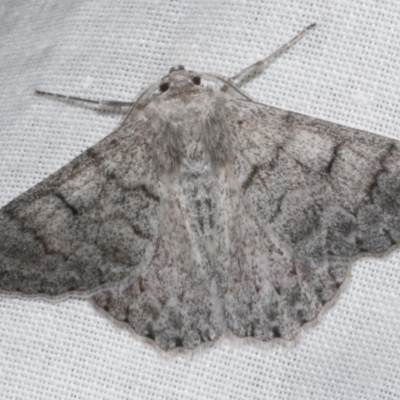 Crypsiphona ocultaria (Red-lined Looper Moth) at Freshwater Creek, VIC - 11 Feb 2024 by WendyEM