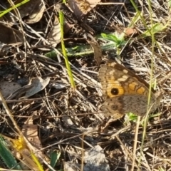 Junonia villida (Meadow Argus) at QPRC LGA - 19 Mar 2024 by clarehoneydove