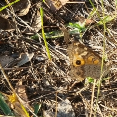 Junonia villida (Meadow Argus) at Bungendore, NSW - 19 Mar 2024 by clarehoneydove