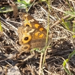 Junonia villida at QPRC LGA - 19 Mar 2024