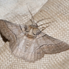 Hypobapta tachyhalotaria (Varied Grey) at Freshwater Creek, VIC - 11 Feb 2024 by WendyEM