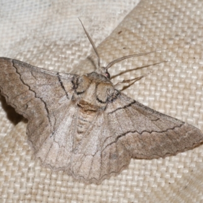 Hypobapta tachyhalotaria (Varied Grey) at Freshwater Creek, VIC - 11 Feb 2024 by WendyEM