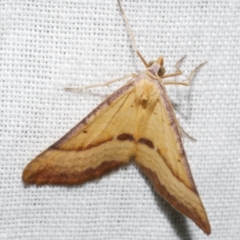 Anachloris subochraria (Golden Grass Carpet) at Freshwater Creek, VIC - 11 Feb 2024 by WendyEM