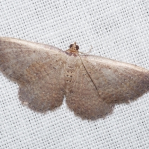 Chrysolarentia microcyma at Freshwater Creek, VIC - 12 Feb 2024 04:15 AM