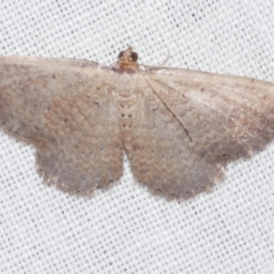 Chrysolarentia microcyma at Freshwater Creek, VIC - 12 Feb 2024 04:15 AM