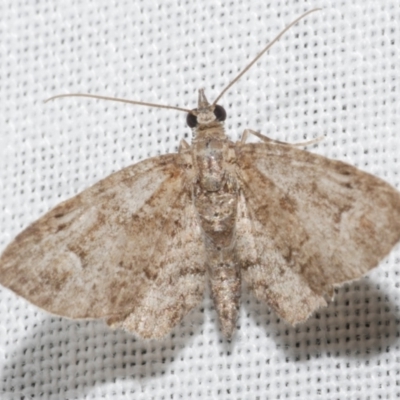 Pasiphilodes testulata (Pome looper) at Freshwater Creek, VIC - 11 Feb 2024 by WendyEM