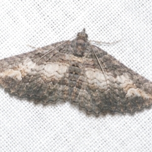 Pasiphilodes testulata at Freshwater Creek, VIC - 12 Feb 2024