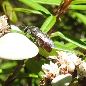 Lasioglossum (Parasphecodes) sp. (genus & subgenus) at ANBG - 21 Mar 2024