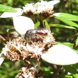 Lasioglossum (Parasphecodes) sp. (genus & subgenus) at ANBG - 21 Mar 2024