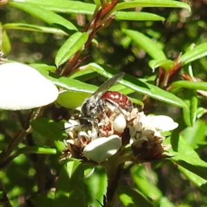 Lasioglossum (Parasphecodes) sp. (genus & subgenus) at ANBG - 21 Mar 2024