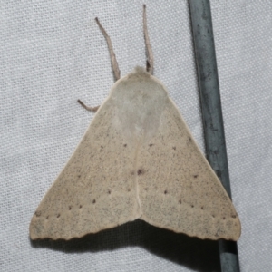 Arhodia lasiocamparia at Freshwater Creek, VIC - 12 Feb 2024 04:30 AM