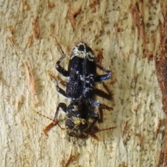 Stigmatium victoriae (Checkered beetle) at Lions Youth Haven - Westwood Farm - 20 Mar 2024 by HelenCross