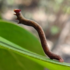 Geometridae (family) IMMATURE at ANBG - 21 Mar 2024 by HelenCross