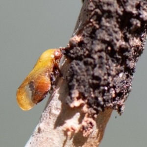 Pectinariophyes stalii at Higgins Woodland - 21 Mar 2024 12:12 PM